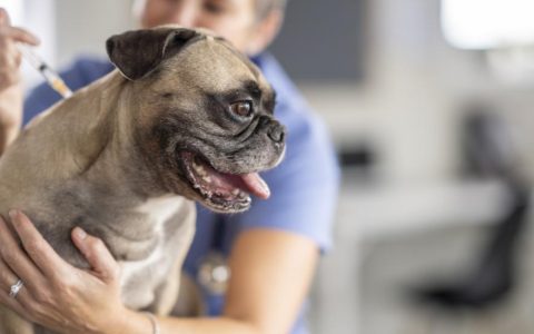 Bordetella Vaccine for Dogs