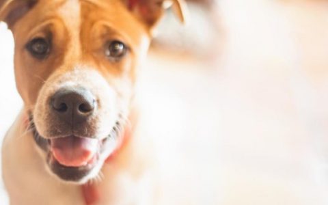 What’s the Treatment for Cancer in Dogs? Is There a Cure?