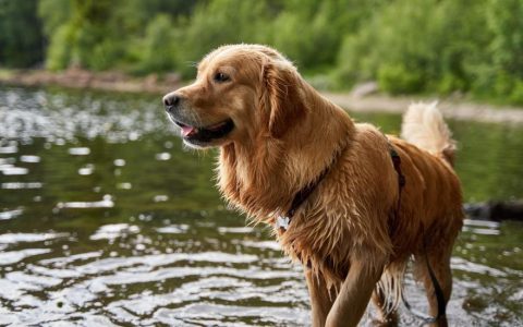 Cryptosporidium in Dogs