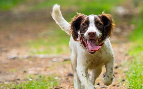 Rocky Mountain Spotted Fever in Dogs