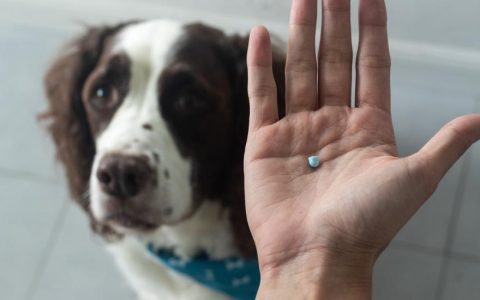 NSAIDs for Dogs: Everything You Need to Know