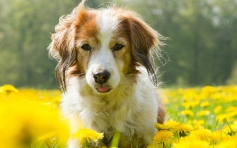 Side Effects of Anxiety Medications in Dogs