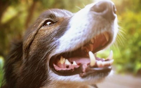 Swelling of the Salivary Gland in Dogs