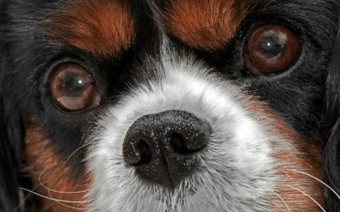 Separation of the Inner Lining of the Eye in Dogs