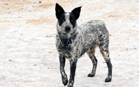 Texas Heeler