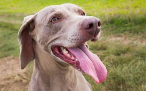 Tongue Cancer (Squamous Cell Carcinoma) in Dogs