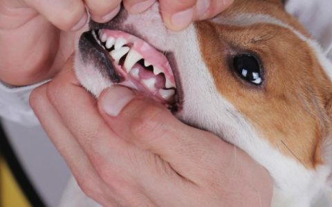 Mouth Inflammation and Ulcers (Chronic) in Dogs