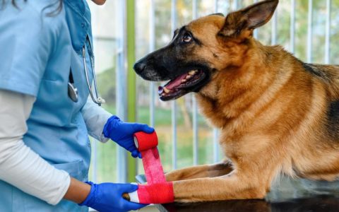 Tumors on Dog Paws