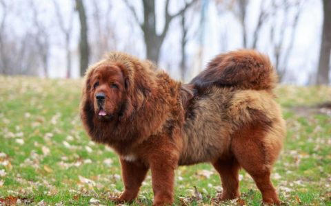 Tibetan Mastiff