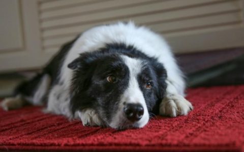 Stomach Disorder (Loss of Motility) in Dogs