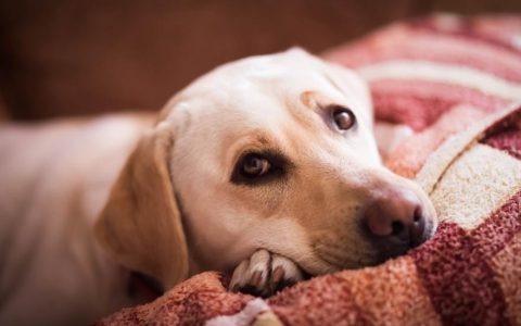 Hypothyroidism in Dogs