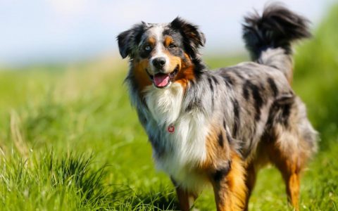 Australian Shepherd