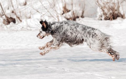 English Setter