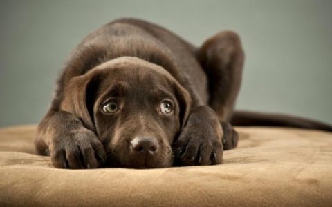 Extreme Fear and Anxiety in Dogs