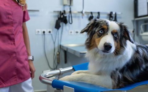 Immune-Mediated Polyarthritis in Dogs