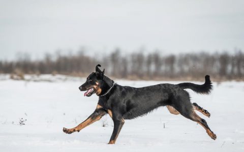 Beauceron