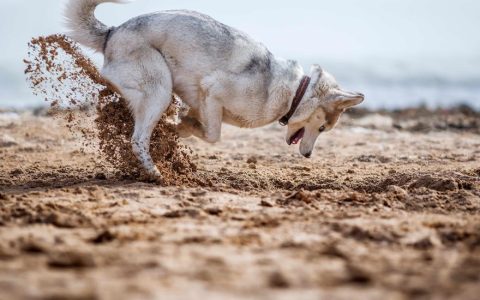 How To Stop a Dog From Digging