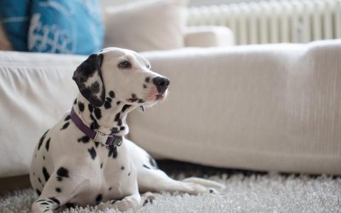 Dalmatian