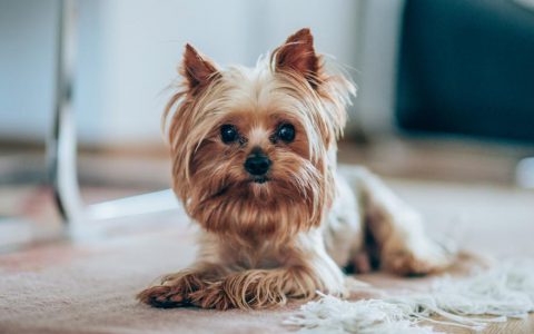 Yorkshire Terrier (Yorkie)