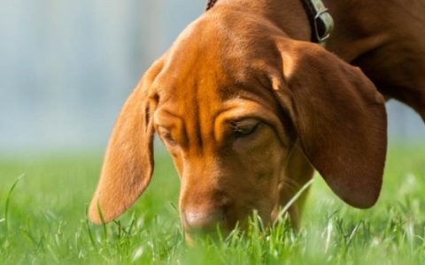 Why Do Dogs Eat Poop?