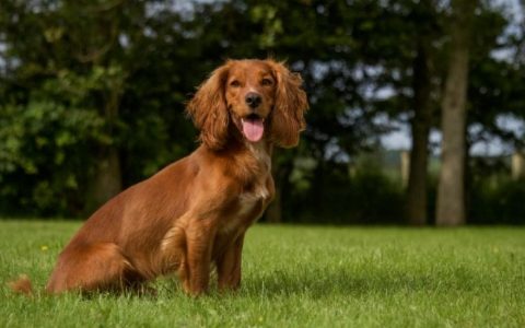 Bone Overgrowth in Dogs