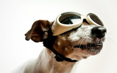 Eye Protection for Dogs: Is It Necessary?