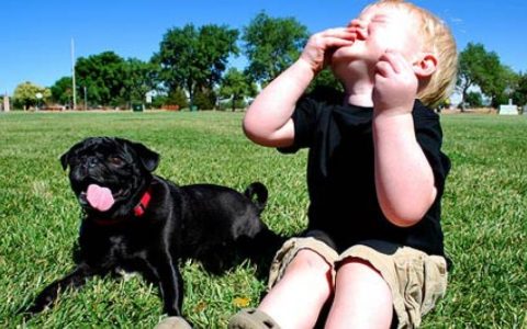 Introducing Babies to Pets