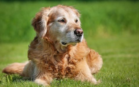 Enlarged Spleen in Dogs