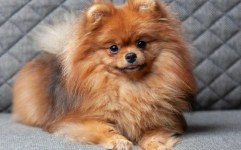 Pomeranian