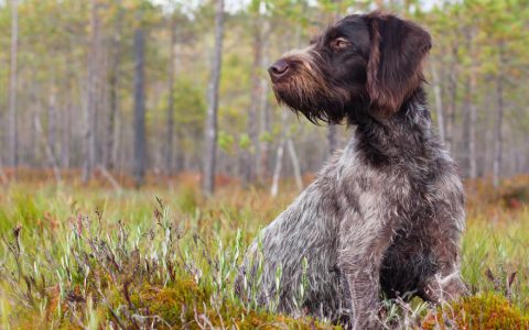 German Wirehaired Pointer