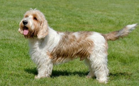 Petit Basset Griffon Vendéen