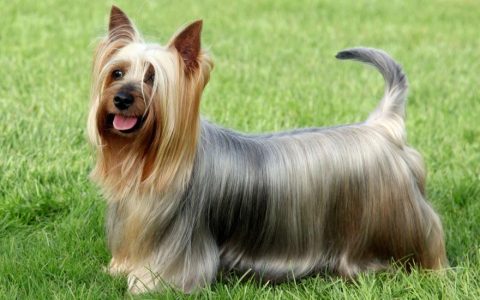 Silky Terrier