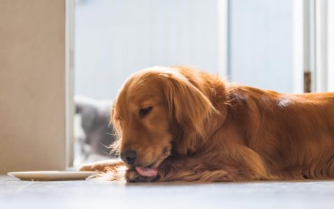 Excessive Licking, Chewing, and Grooming in Dogs