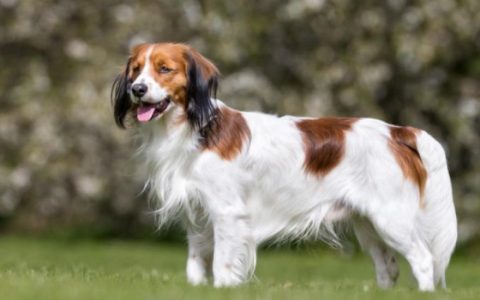 Nederlandse Kooikerhondje