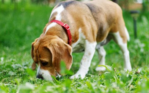 8 Common Urinary Problems in Dogs