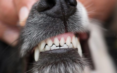 Dog Teeth Chattering: What You Need to Know