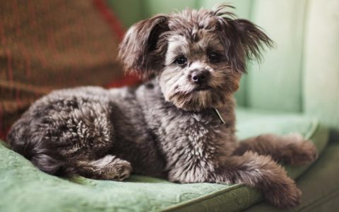 Yorkiepoo