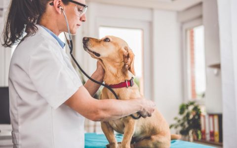 Kidney Cancer in Dogs