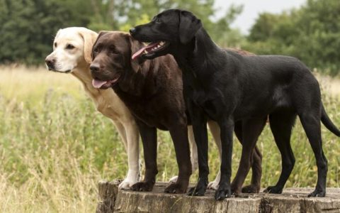 Labrador Retriever