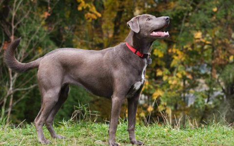Blue Lacy