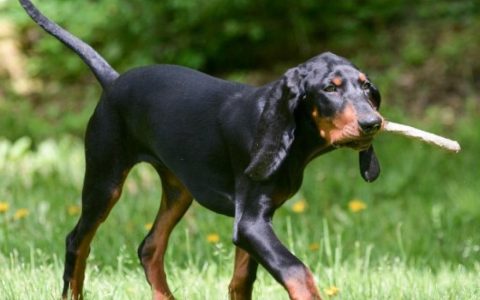 Coonhound Paralysis In Dogs