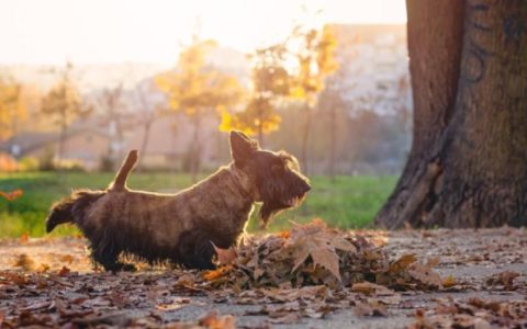 Why Do Dogs Kick After Pooping?