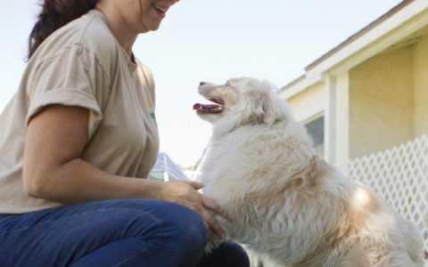 4 Critical Dog Training Cues That Could Save Your Dog’s Life