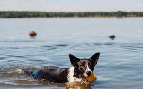 Drowning and Near-Drowning in Dogs