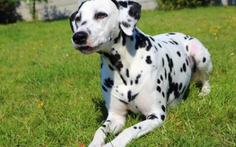 Muscle Contraction Disease (Myoclonus) in Dogs