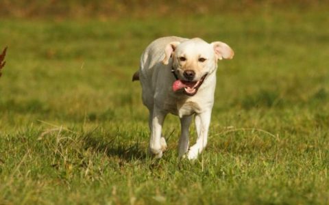 Collapse During Exercise in Labrador Retrievers