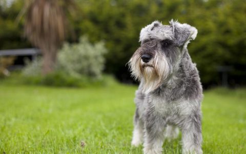 Miniature Schnauzer