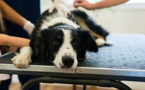 Key-Gaskell Syndrome in Dogs