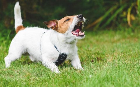 Aggression in Dogs