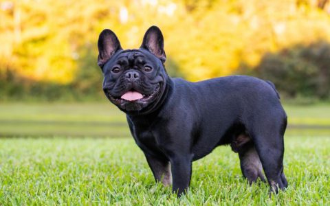 French Bulldog